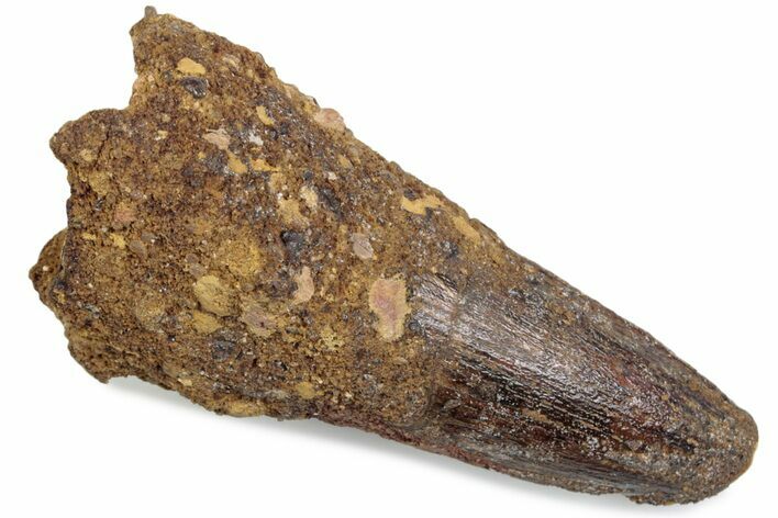 Fossil Spinosaurus Tooth - Feeding Worn Tip #376388